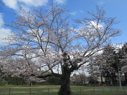 【下大津の桜】霞ヶ浦公民館_01