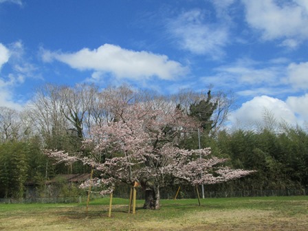 【下大津の桜】霞ヶ浦公民館_02