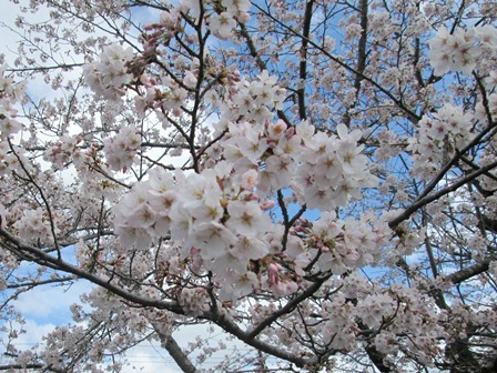 【下大津の桜】霞ヶ浦公民館_03