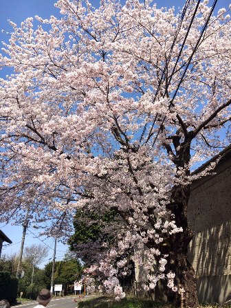 【下大津の桜】霞ヶ浦公民館_04