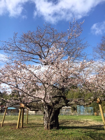 【下大津の桜】霞ヶ浦公民館_05