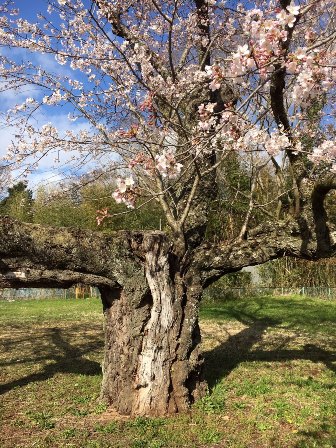 【下大津の桜】霞ヶ浦公民館_06