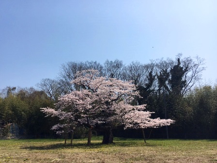 【下大津の桜】霞ヶ浦公民館_07