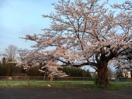 【下大津の桜】霞ヶ浦公民館_08