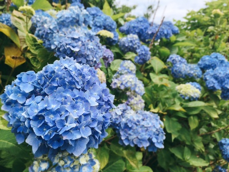 紫陽花が咲き始めました かすみがうら市公式ホームページ