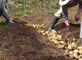 芋づくり教室（3回目）_02 width=