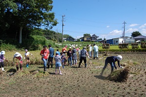 マナビィかすみがうらweb 9/20号【古代米づくり教室（5）】歴史博物館 width=