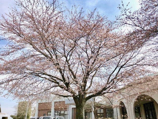 300327あじさい館 桜1