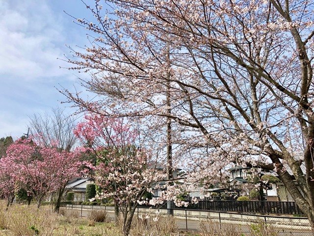 300327あじさい館 桜2