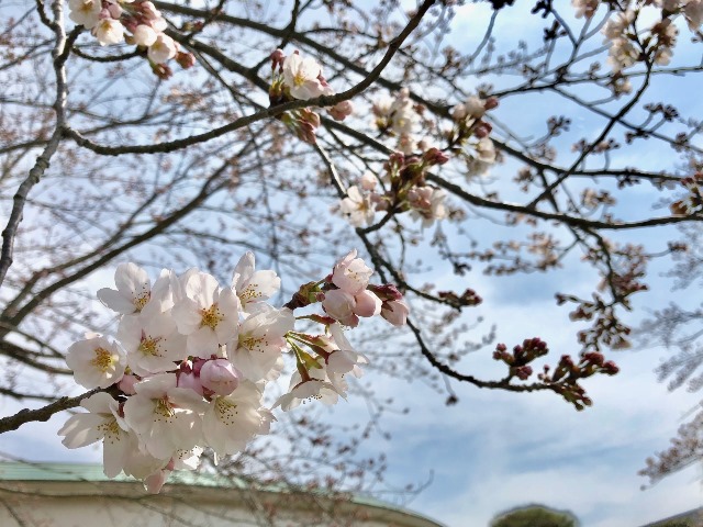 300327あじさい館 桜3