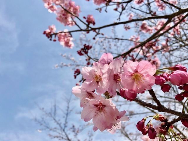 300327あじさい館 桜4