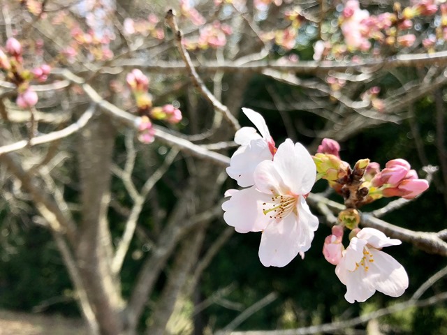 300327あじさい館 桜5