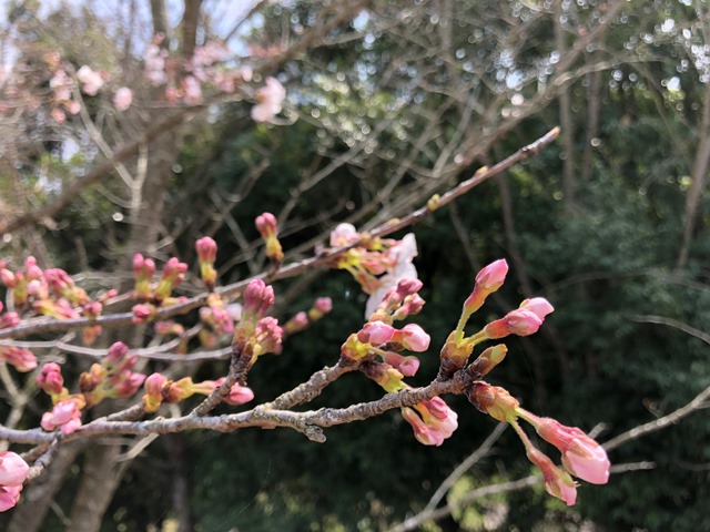 300327あじさい館 桜6