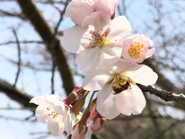 300327あじさい館 桜7