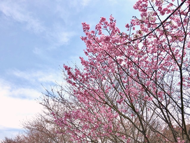 300327あじさい館 桜8