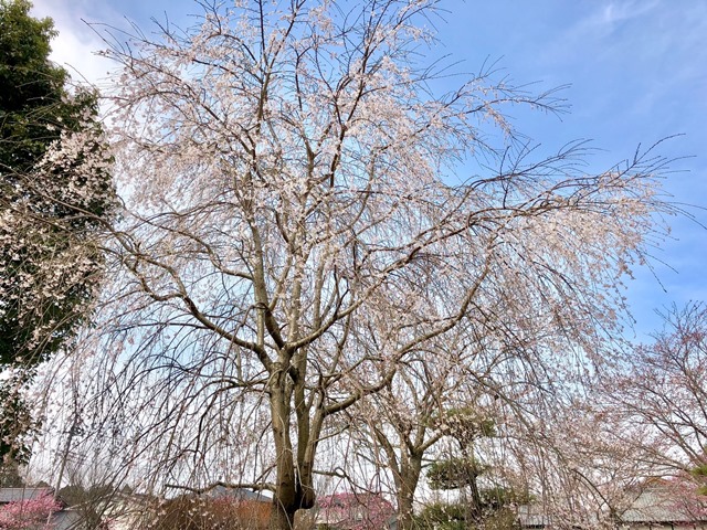 300327あじさい館 桜10