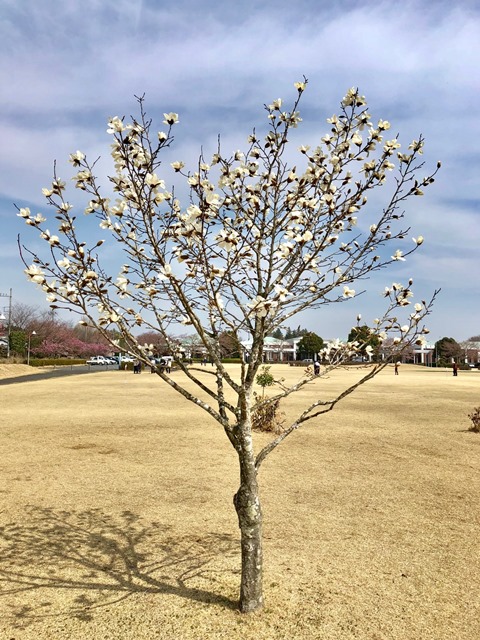 300327あじさい館 桜11