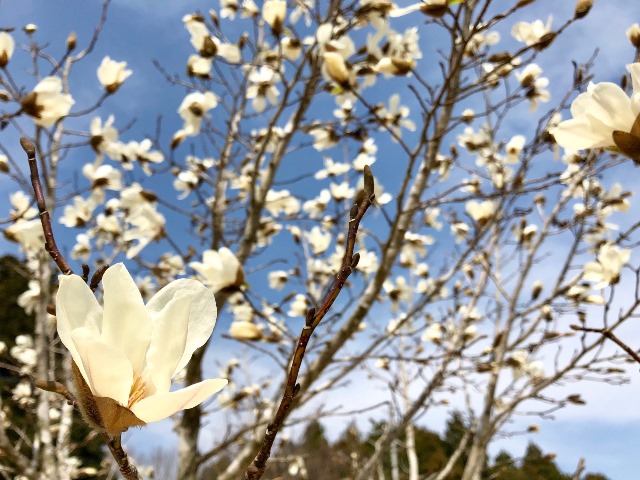 300327あじさい館 桜12