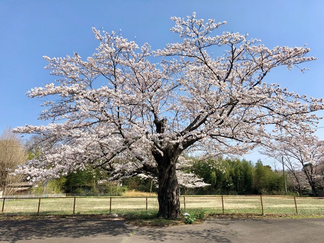 300328下大津・富士見塚 桜1