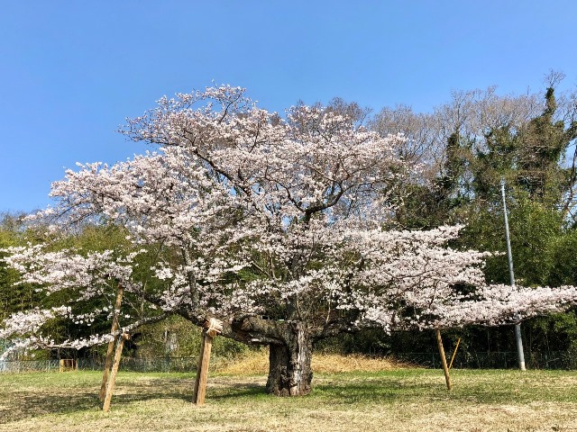 300328下大津・富士見塚 桜2