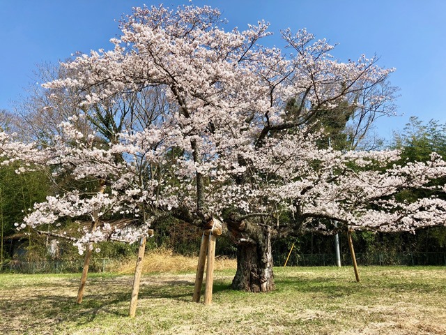 300328下大津・富士見塚 桜3