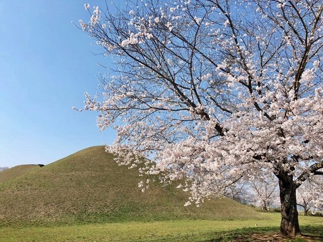 300328下大津・富士見塚 桜4