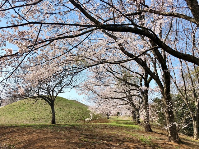 300328下大津・富士見塚 桜5