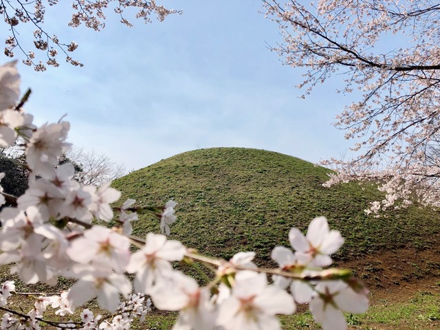 300328下大津・富士見塚 桜6