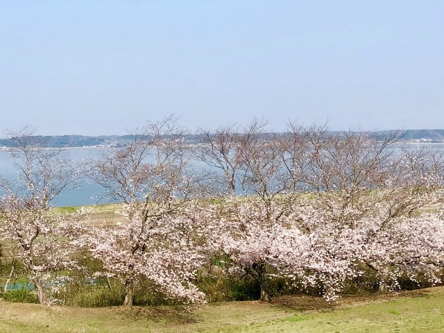 300328下大津・富士見塚 桜7