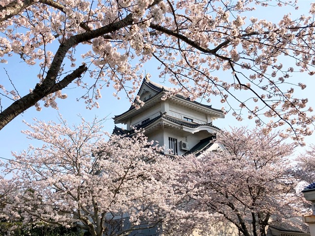 300328下大津・富士見塚 桜8