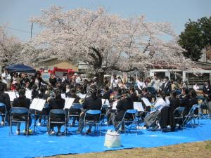 桜まつり(2)