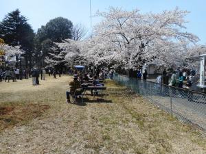 お花見風景