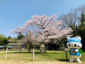 下大津の桜とうにゃ