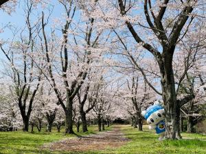 第２常陸の公園のさくらとうにゃ