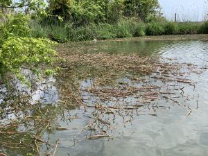 ナガエツルノゲイトウ