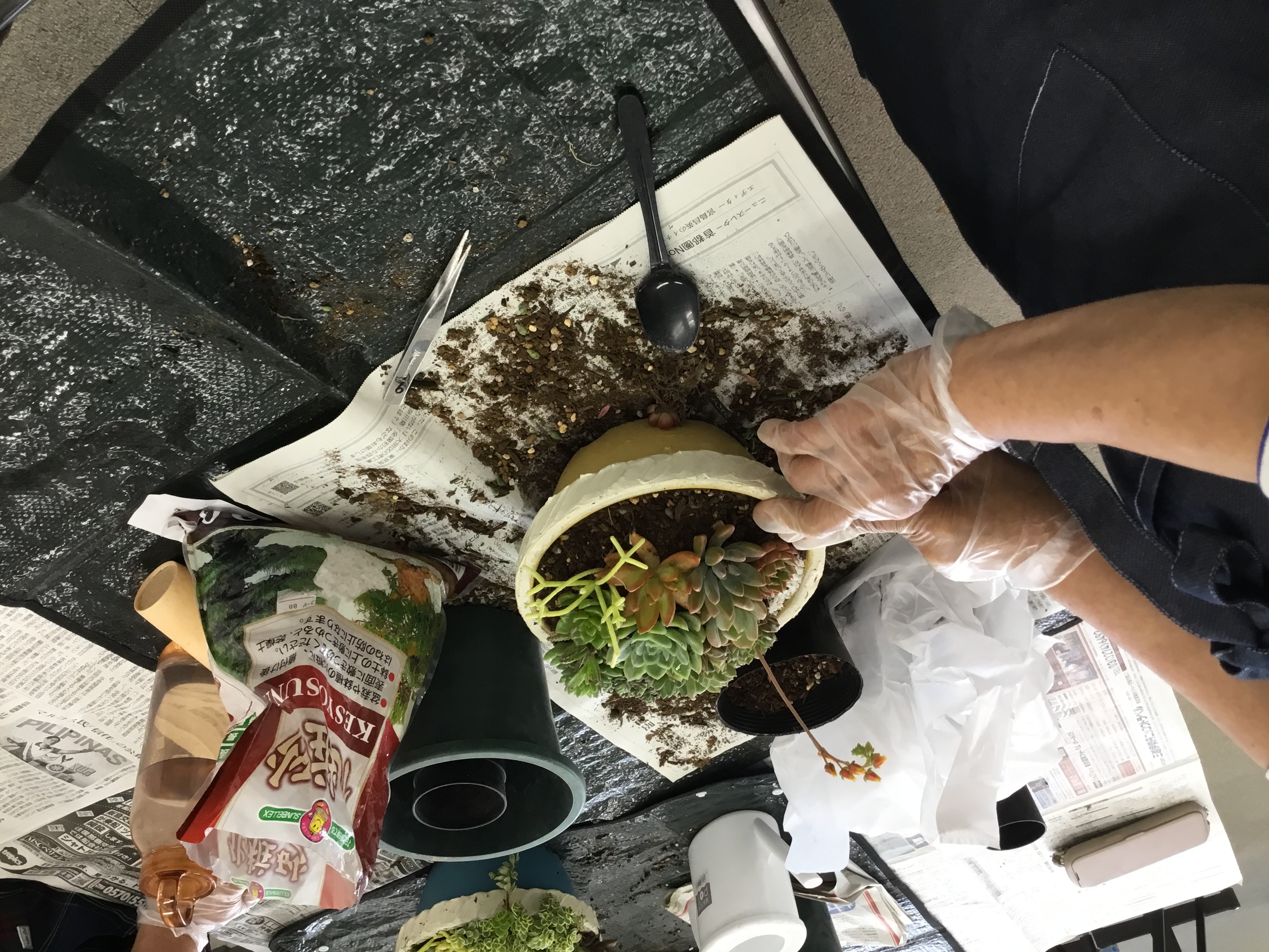 多肉植物の寄せ植え講座2