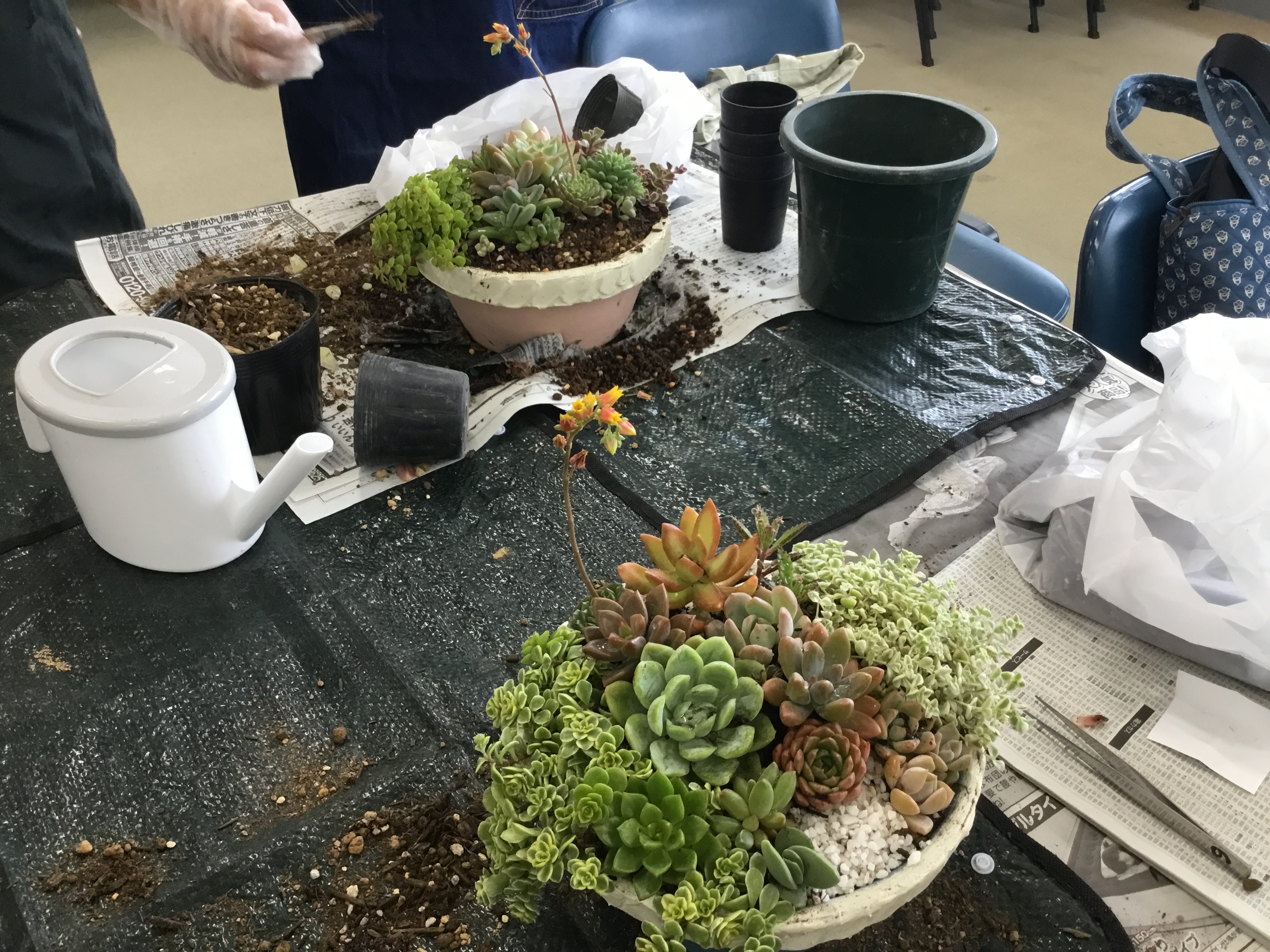 多肉植物の寄せ植え講座3