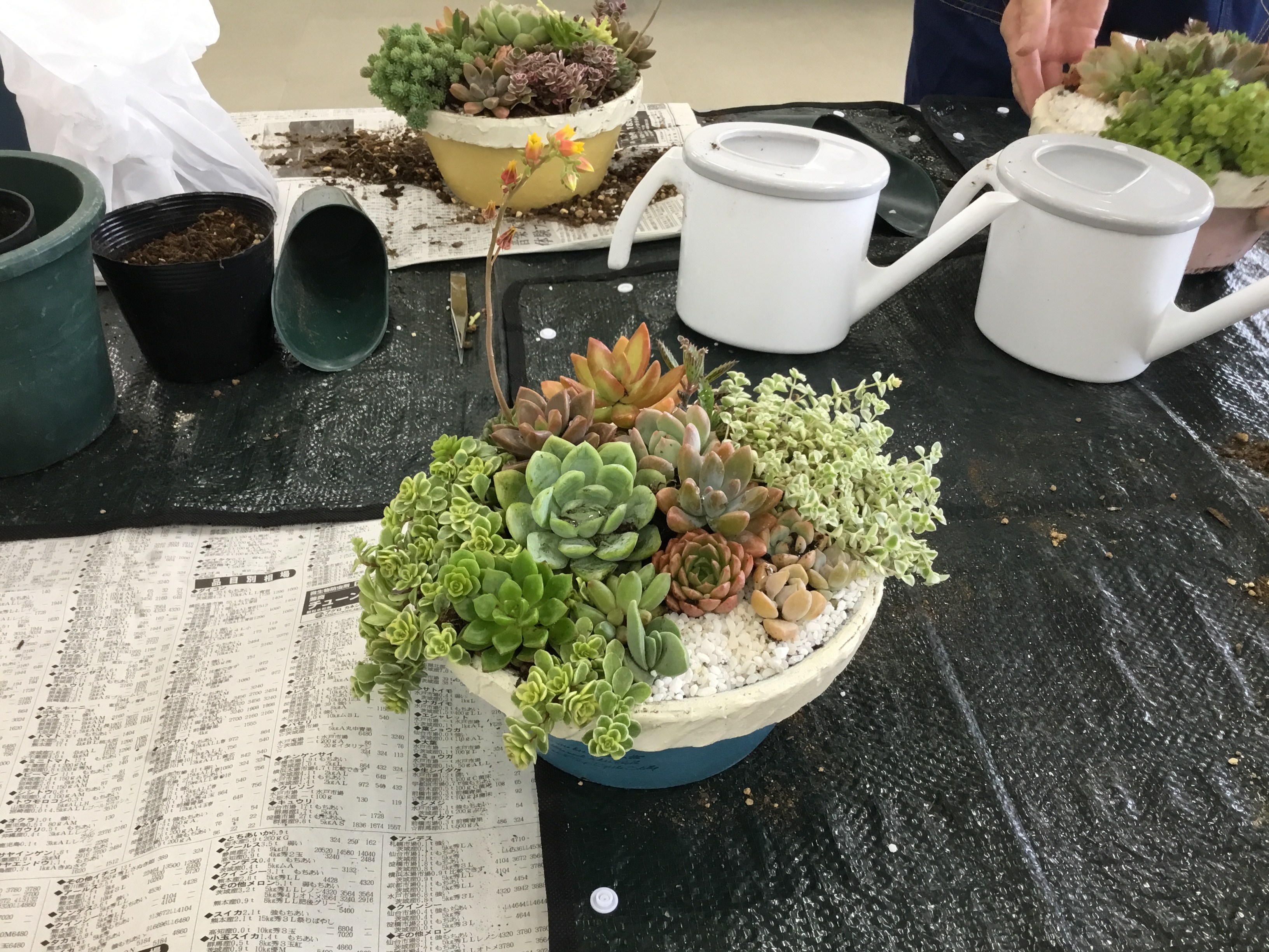 多肉植物の寄せ植え講座4