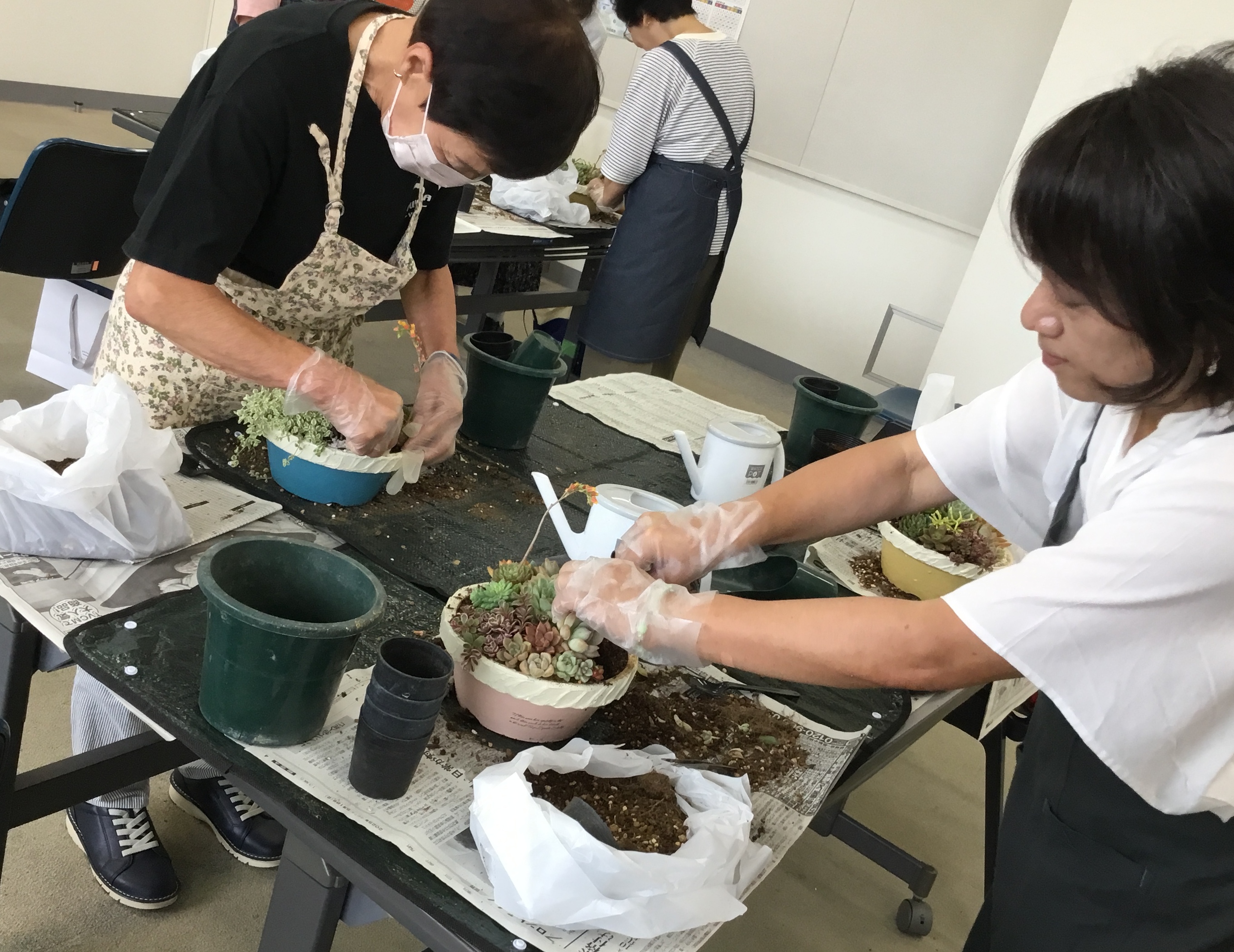 多肉植物の寄せ植え講座5