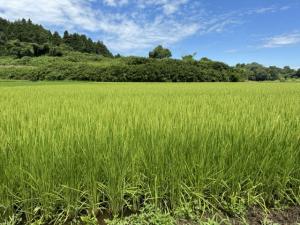 7月末ほ場状況(1)