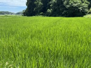 7月末ほ場状況(2)