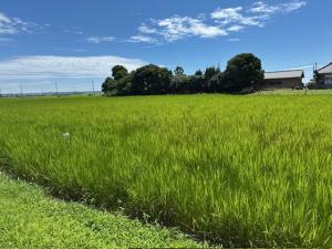 7月末ほ場状況(3)