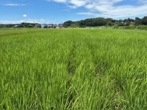 7月末ほ場状況(4)