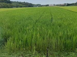 7月末ほ場状況(5)