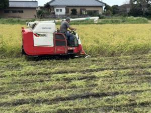 田伏稲刈り(2)