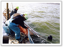 Draw up the net. image