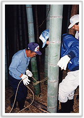 Cutting down bamboo 