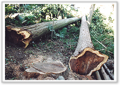 Cut down cedar tree, Estimated 100 years old